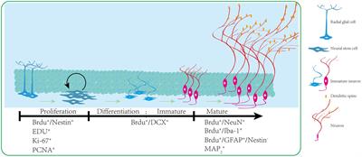 What can traditional Chinese medicine do for adult neurogenesis?